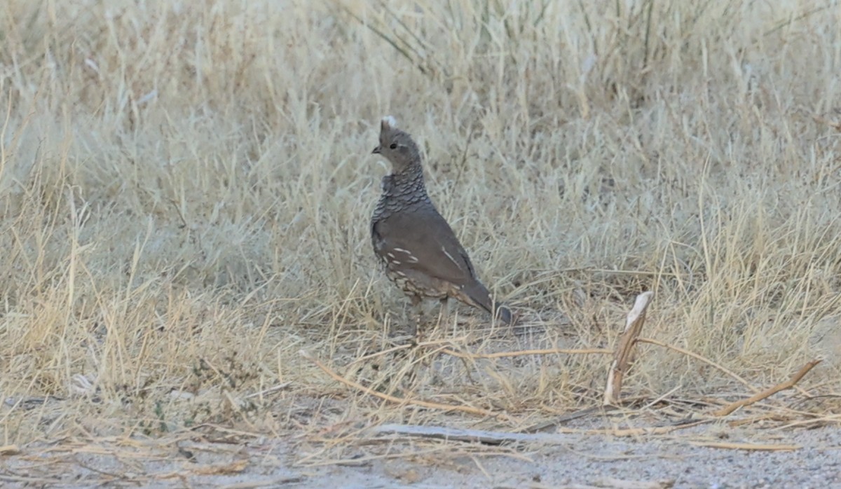 Scaled Quail - ML640571310