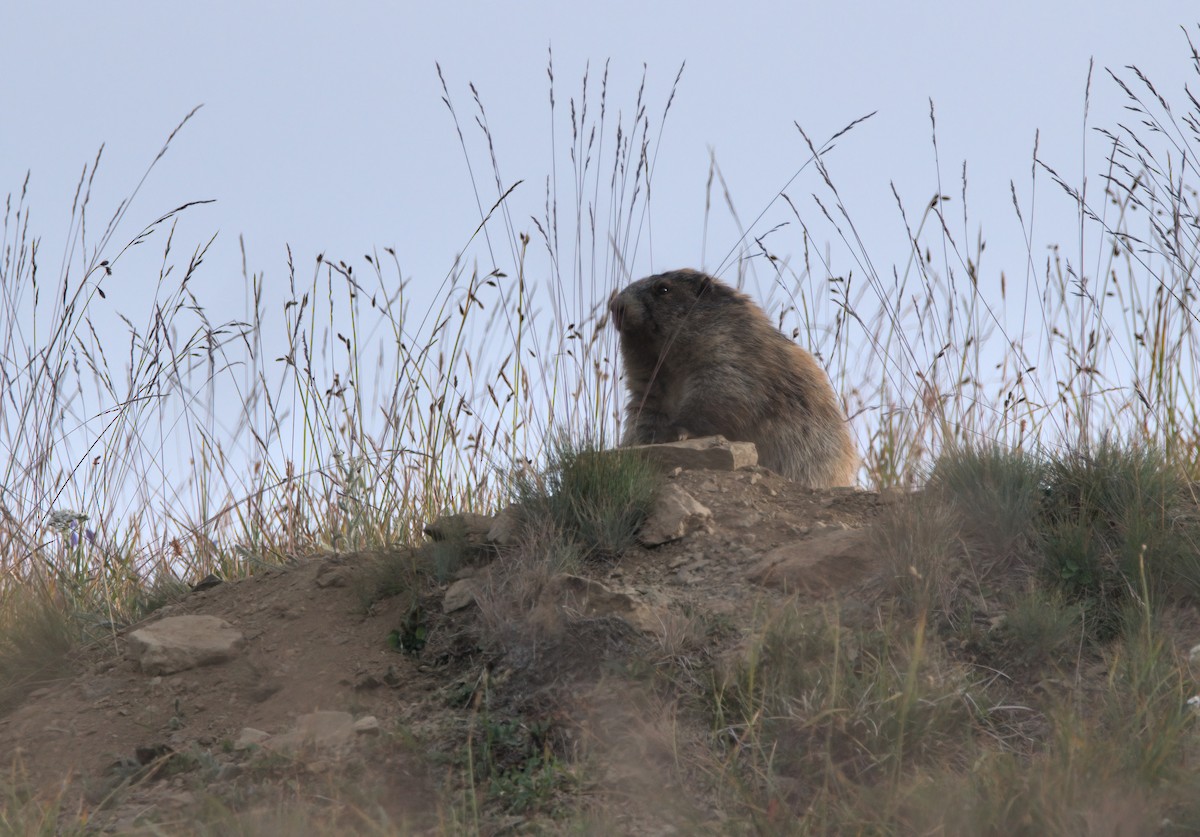 Olympic Marmot - ML640571383