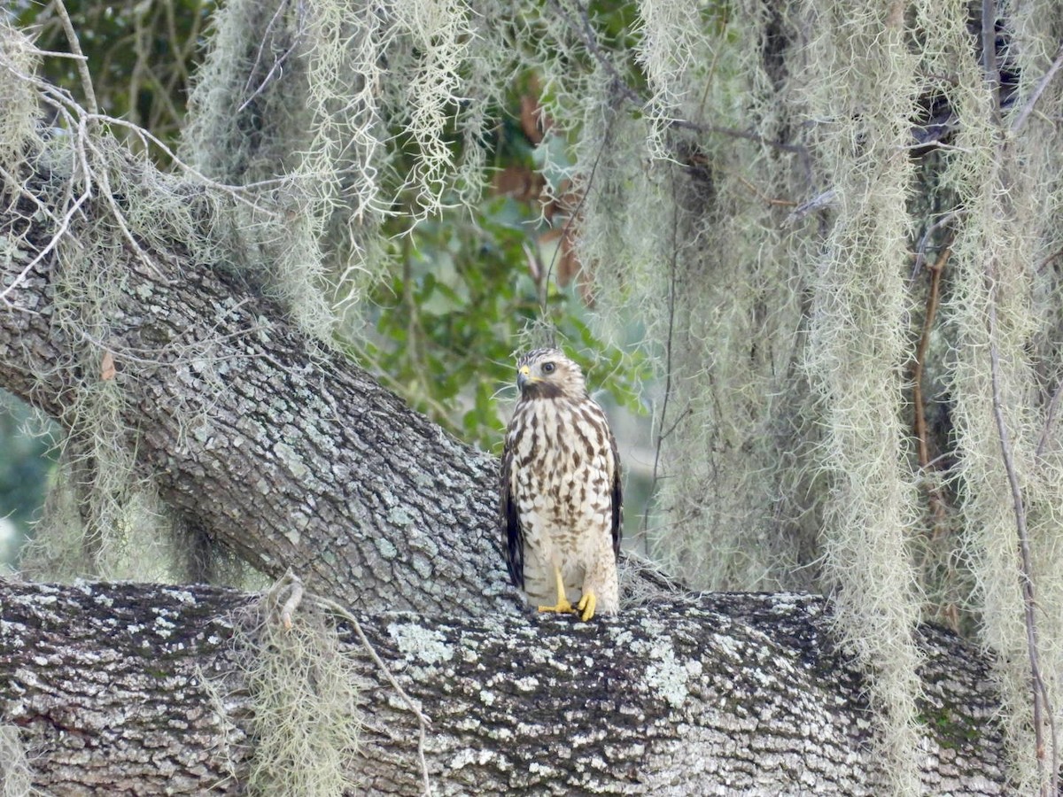 Red-shouldered Hawk - ML640571440