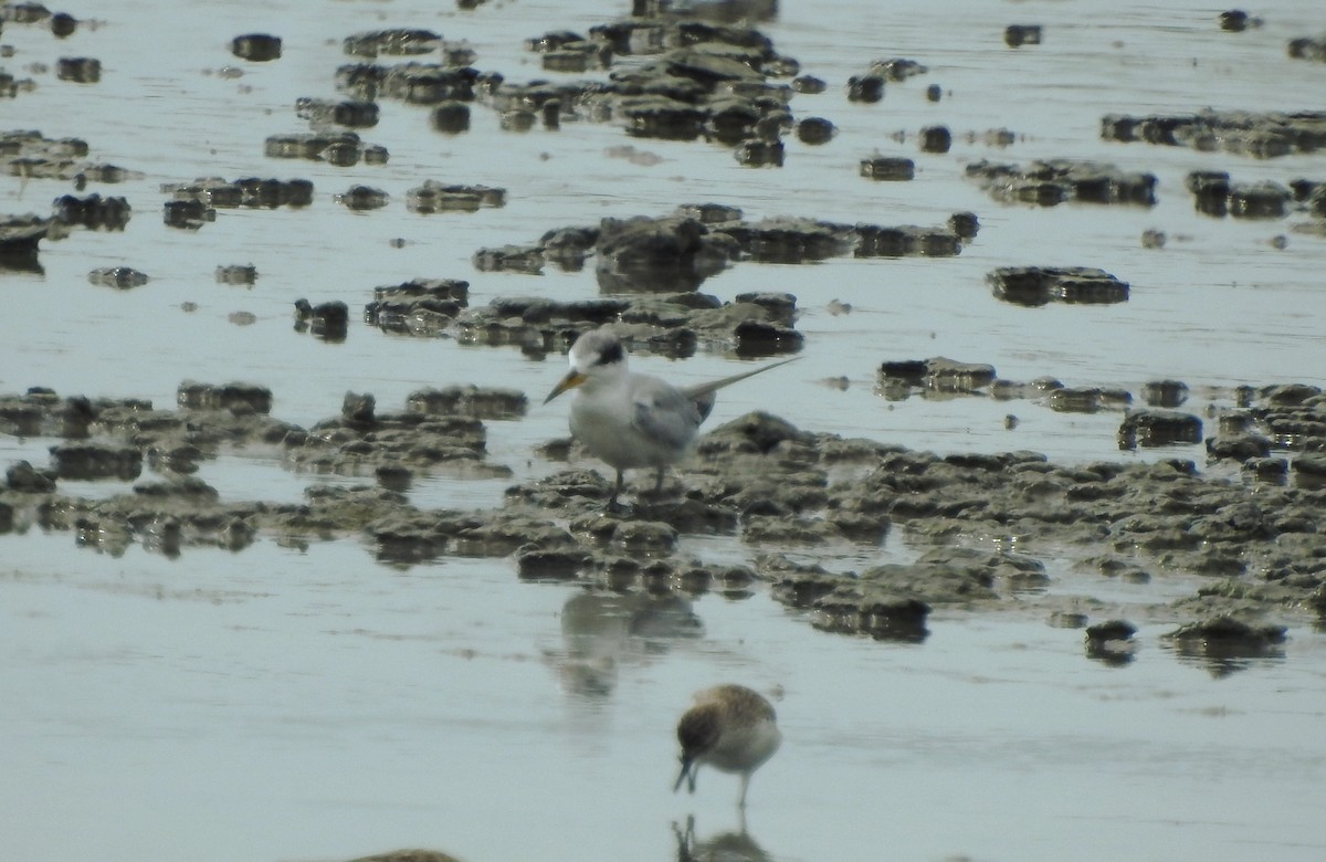 Yellow-billed Tern - ML640571444