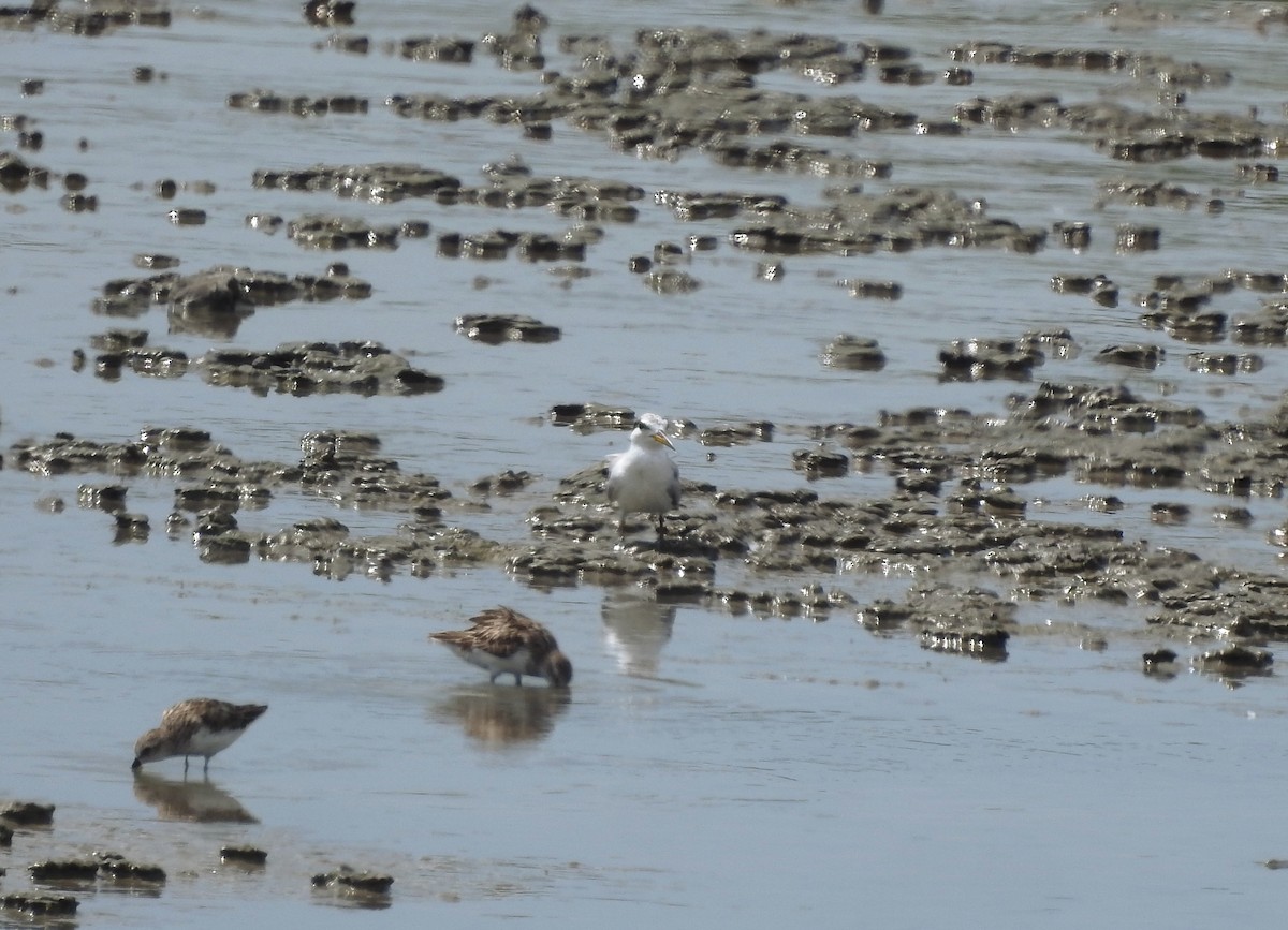 Yellow-billed Tern - ML640571446