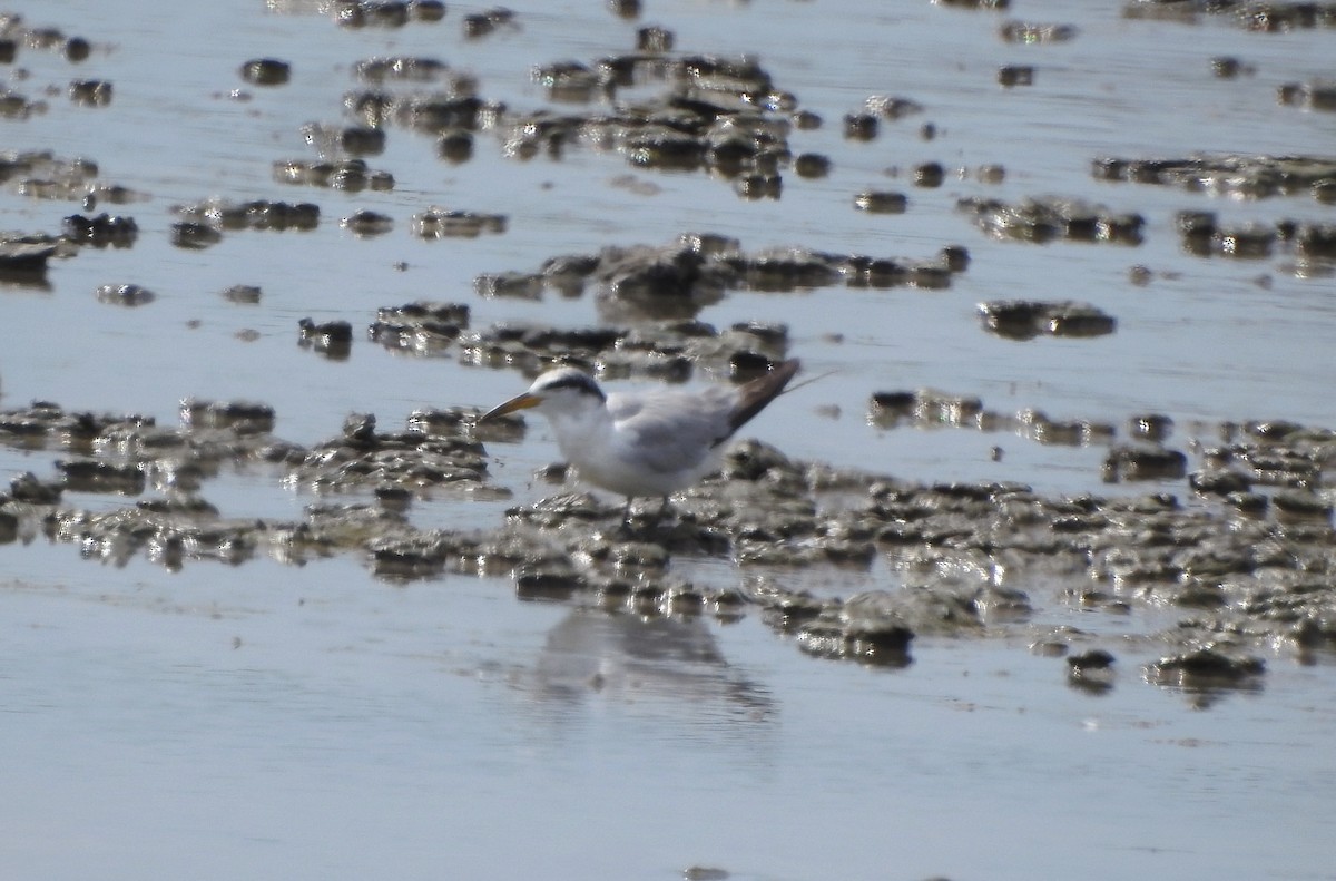 Yellow-billed Tern - ML640571447