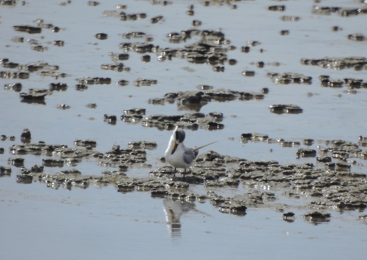 Yellow-billed Tern - ML640571448