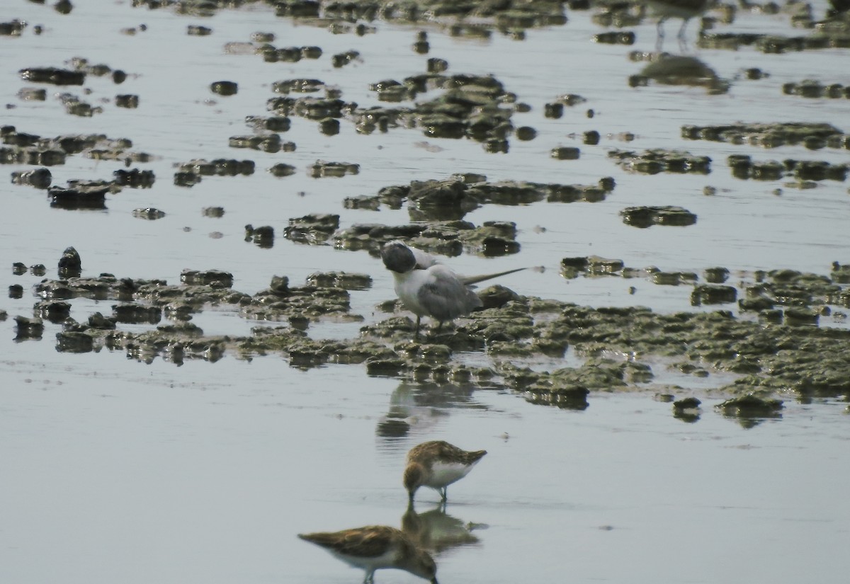 Yellow-billed Tern - ML640571449
