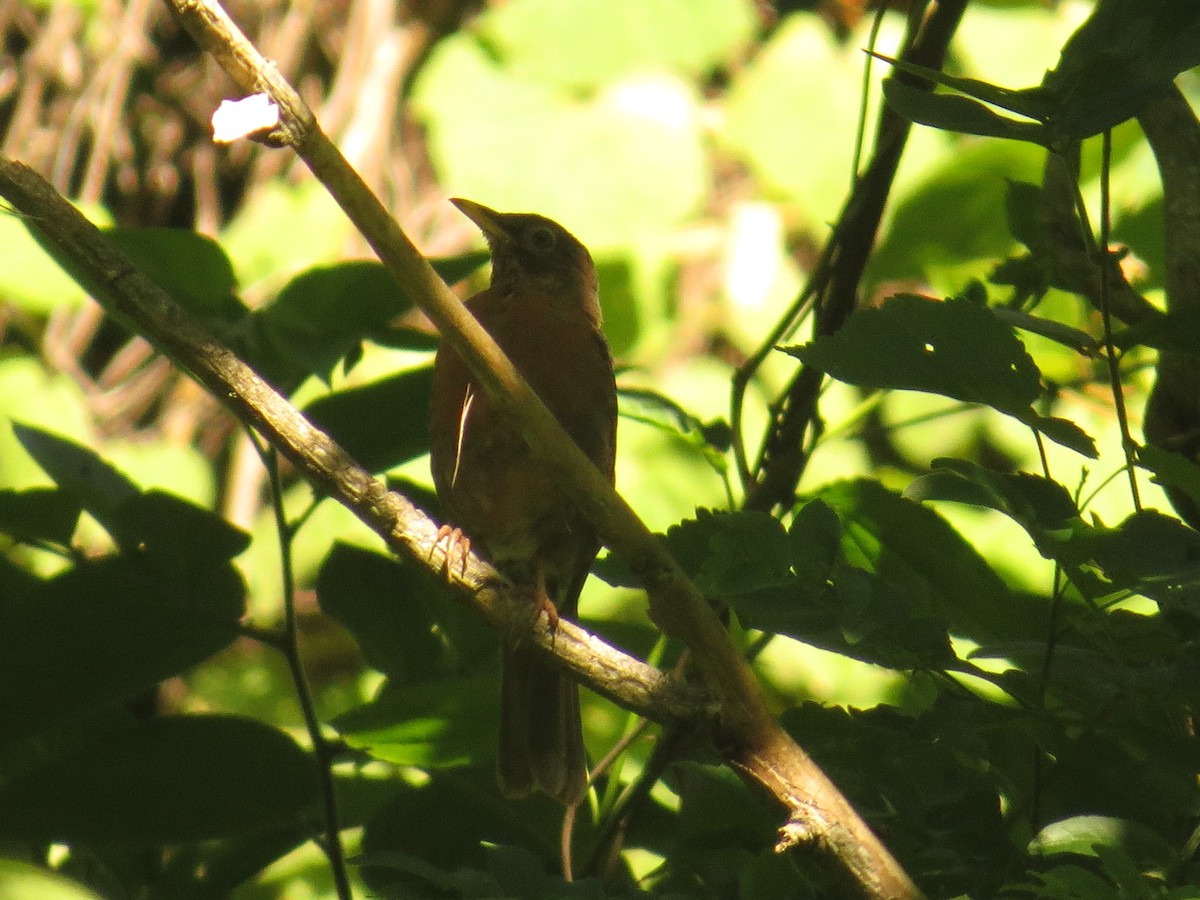 Rufous-collared Robin - ML640571460
