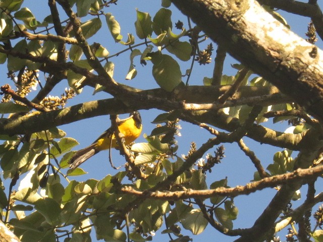 Bar-winged Oriole - ML640571504