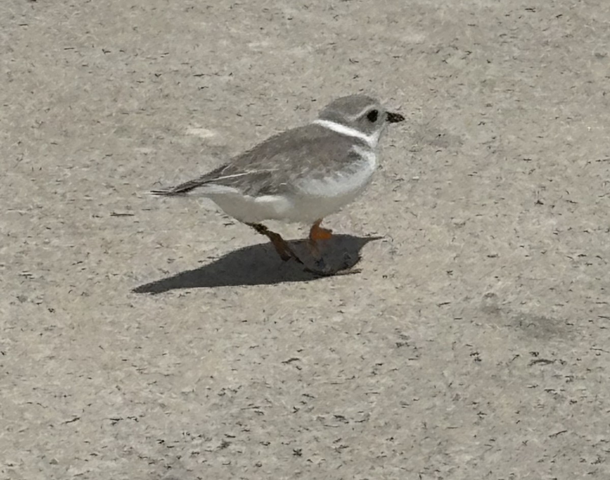 Piping Plover - ML640571581