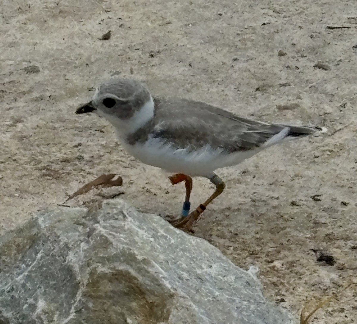 Piping Plover - ML640571582