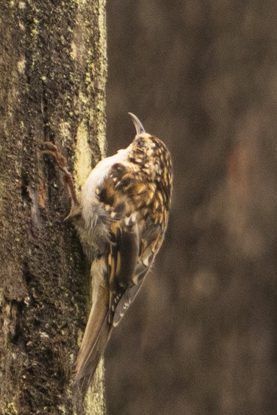 Hodgson's Treecreeper - ML640571607