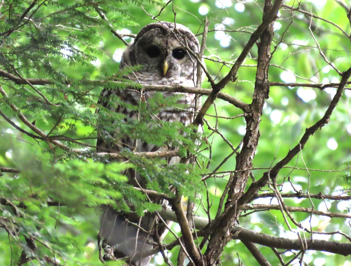 Barred Owl - ML640571616
