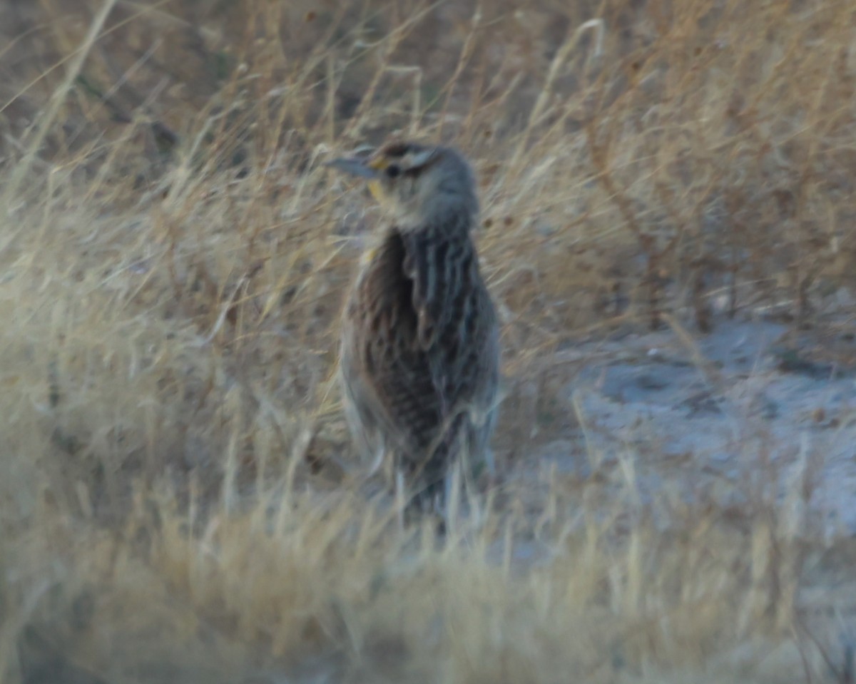 Chihuahuan Meadowlark - ML640571627