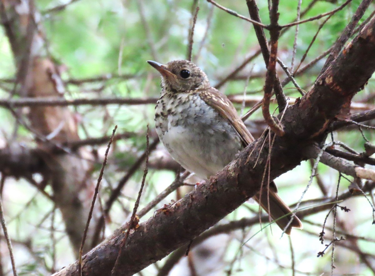 Hermit Thrush - ML640571663