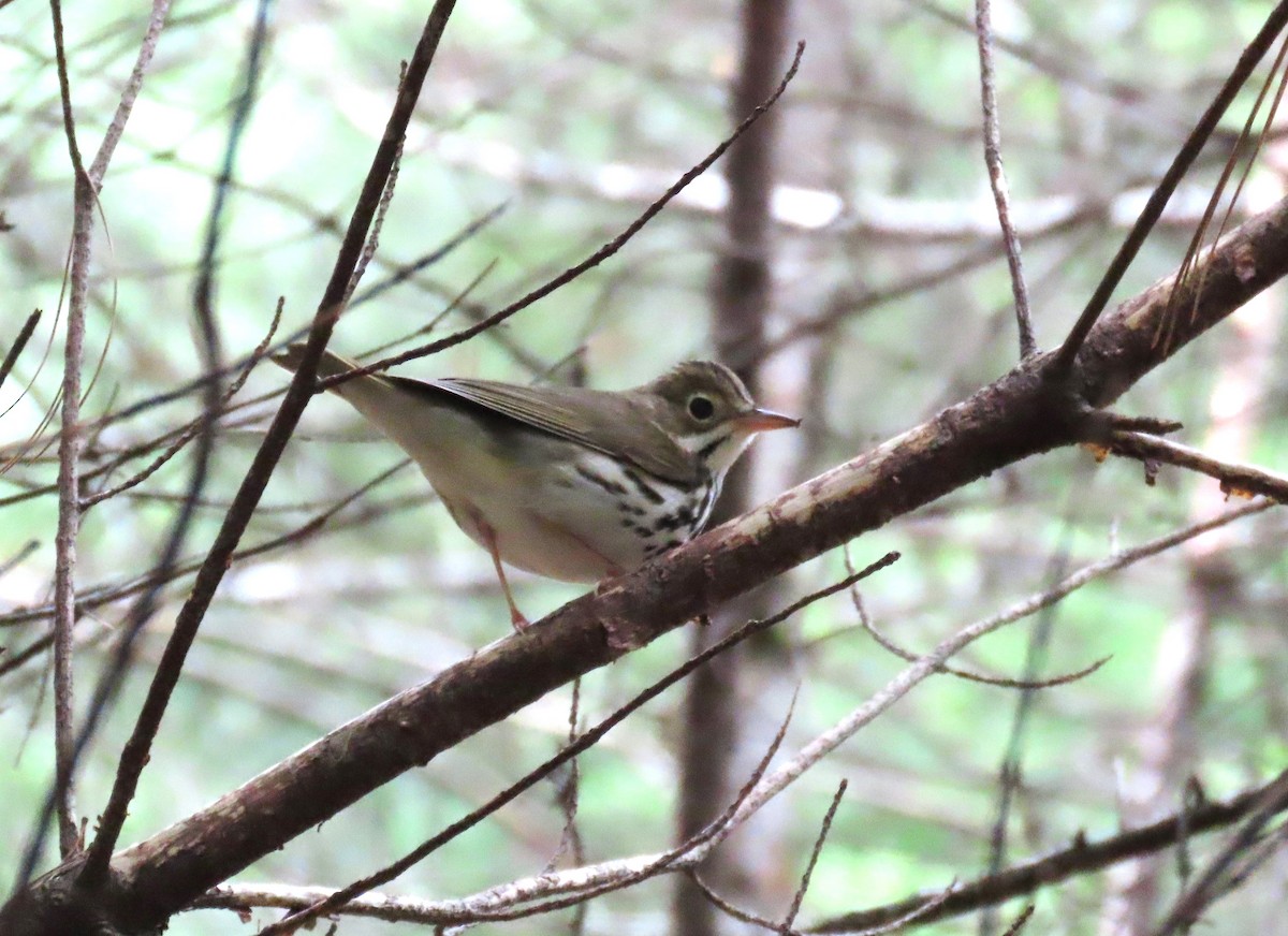 Ovenbird - ML640571685
