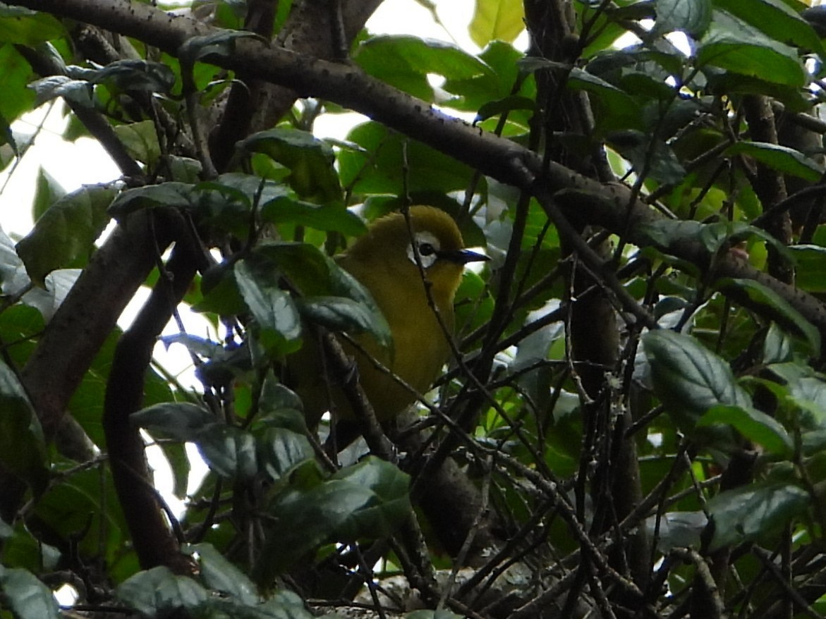 Kilimanjaro White-eye - ML640571696