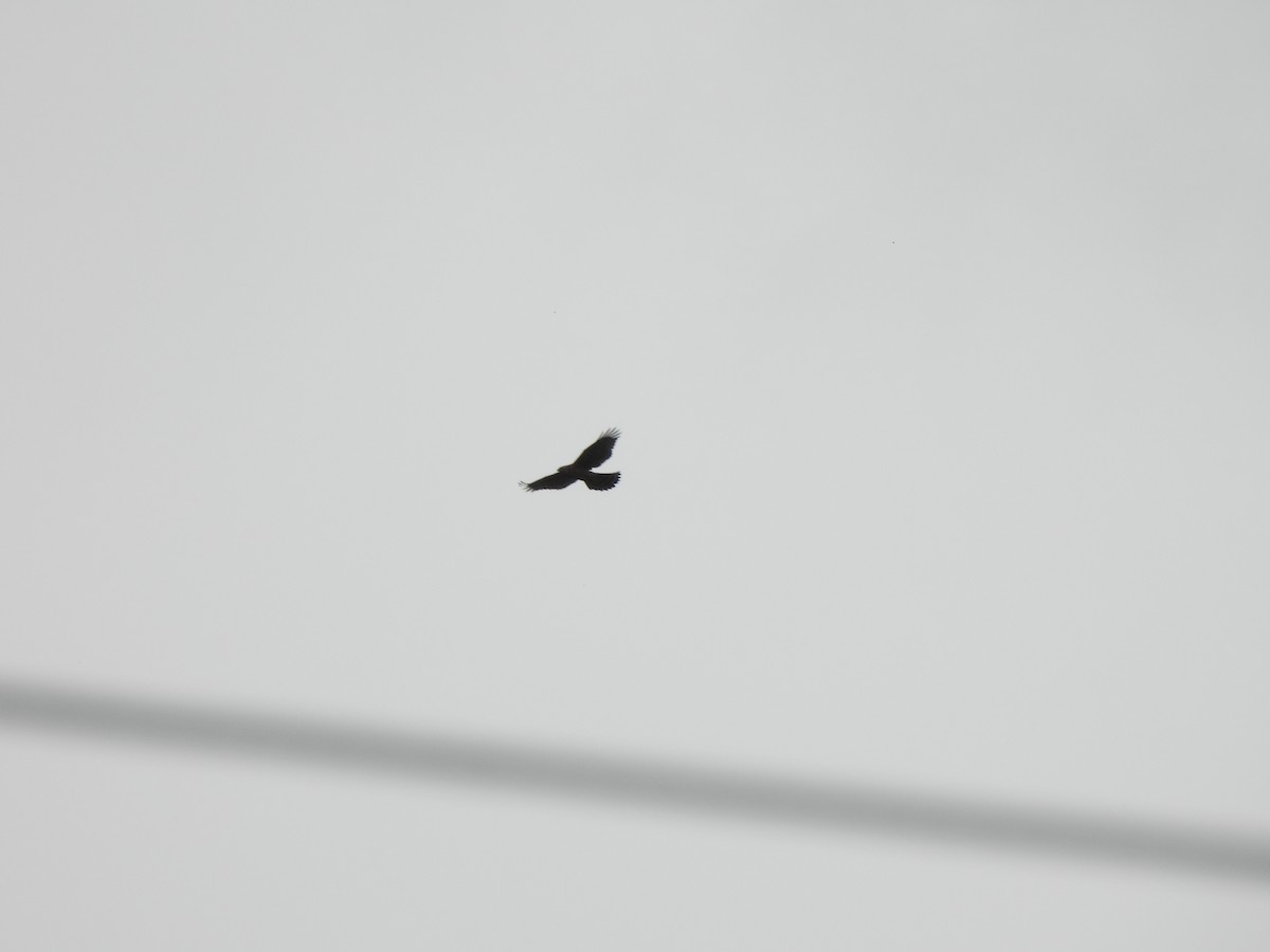 Amurbussard - ML640571699