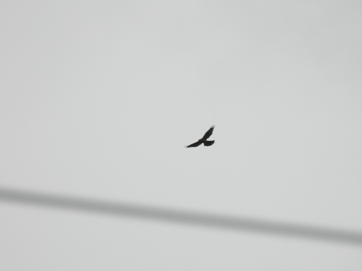Amurbussard - ML640571700