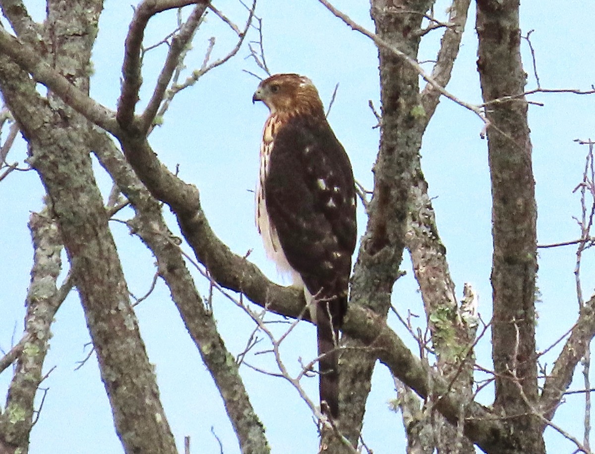 Cooper's Hawk - ML640571701