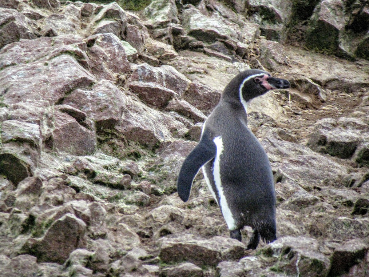 Humboldt Penguin - ML640571759