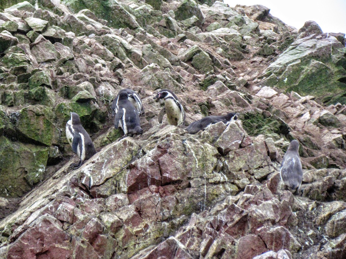 Humboldt Penguin - ML640571802