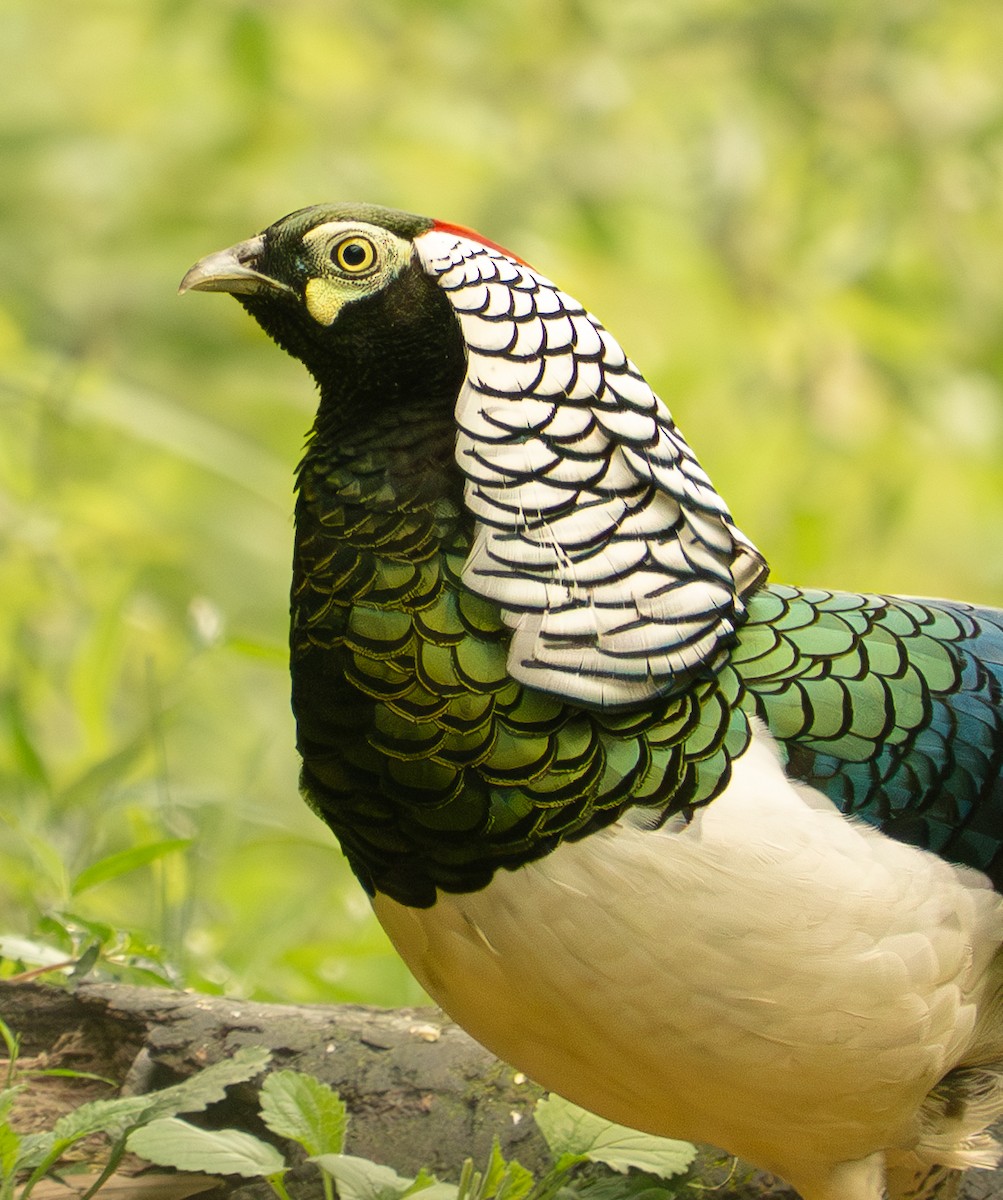 Lady Amherst's Pheasant - ML640571823