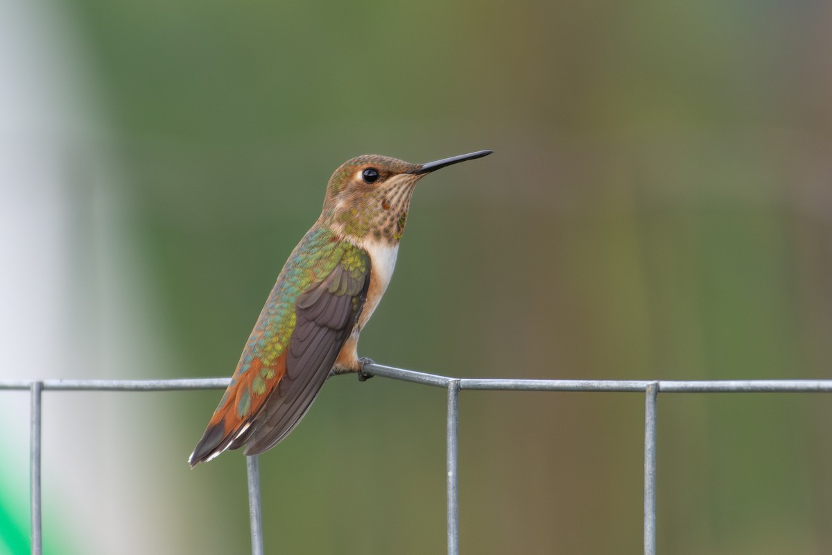 Colibri roux - ML640571887