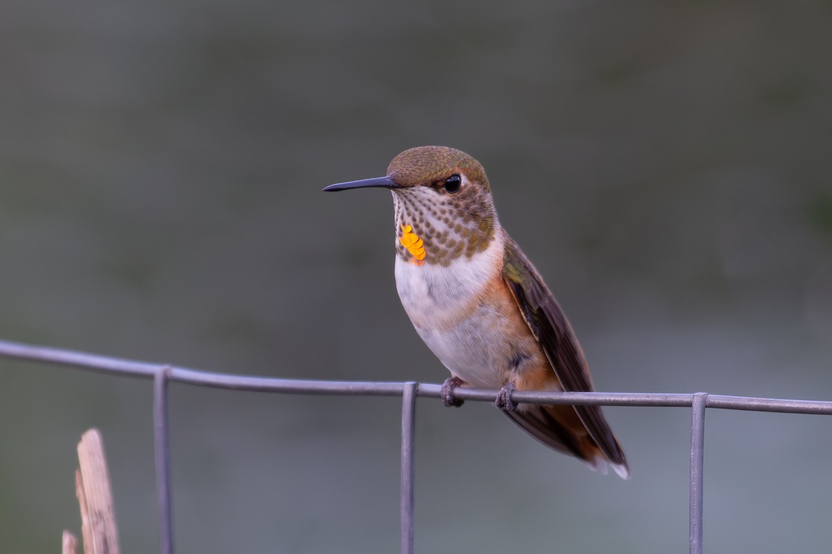 Colibri roux - ML640571888