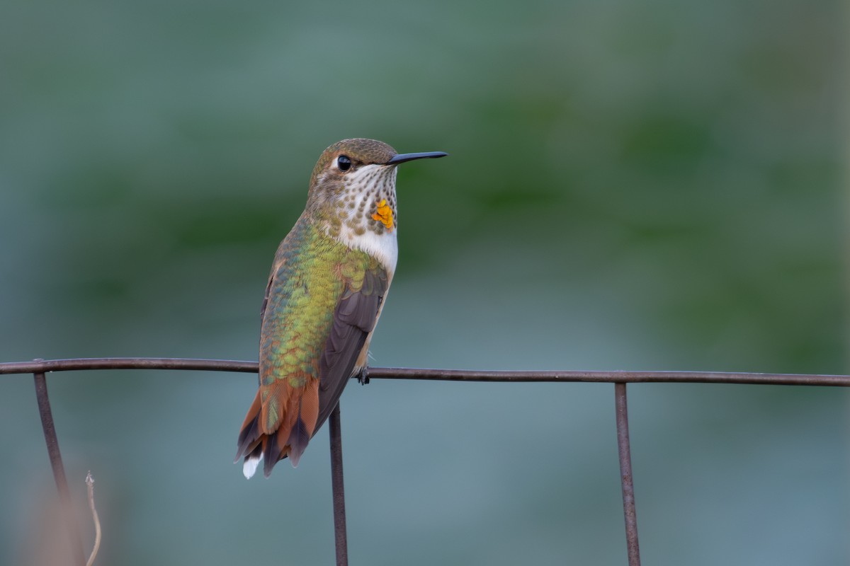 Colibri roux - ML640571890