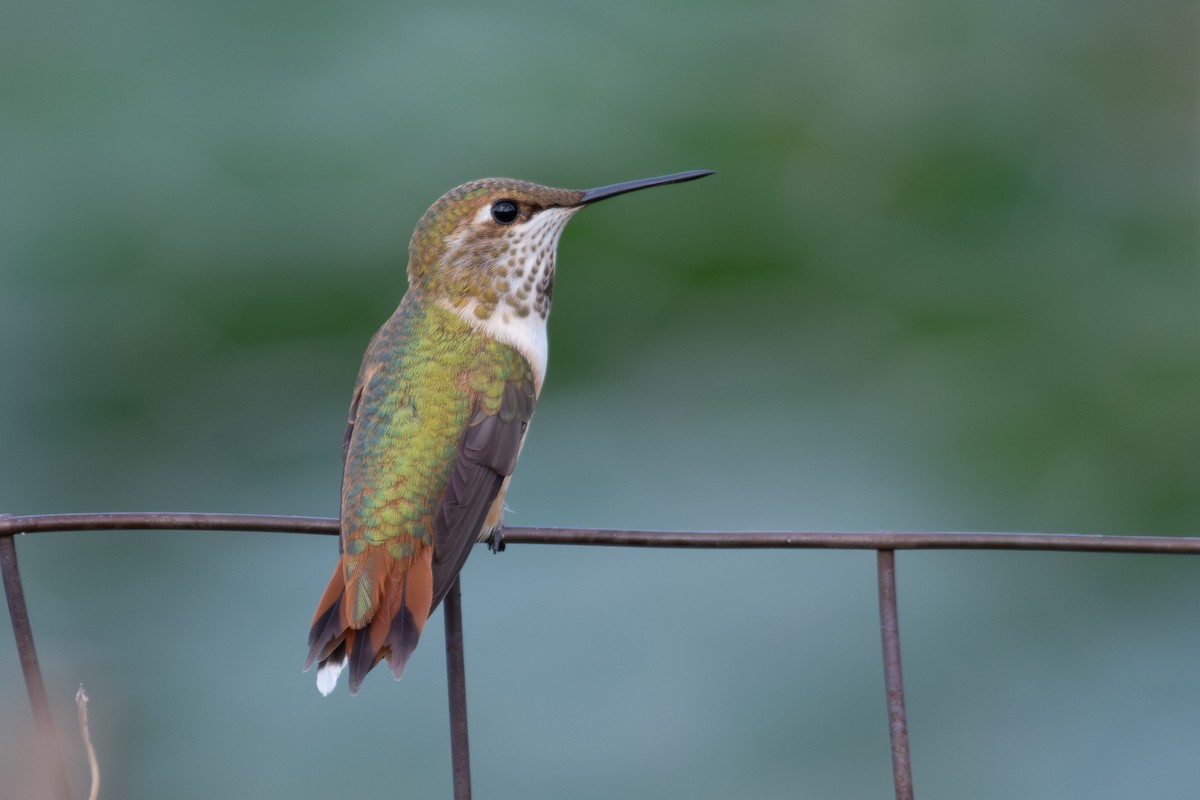 Colibri roux - ML640571891