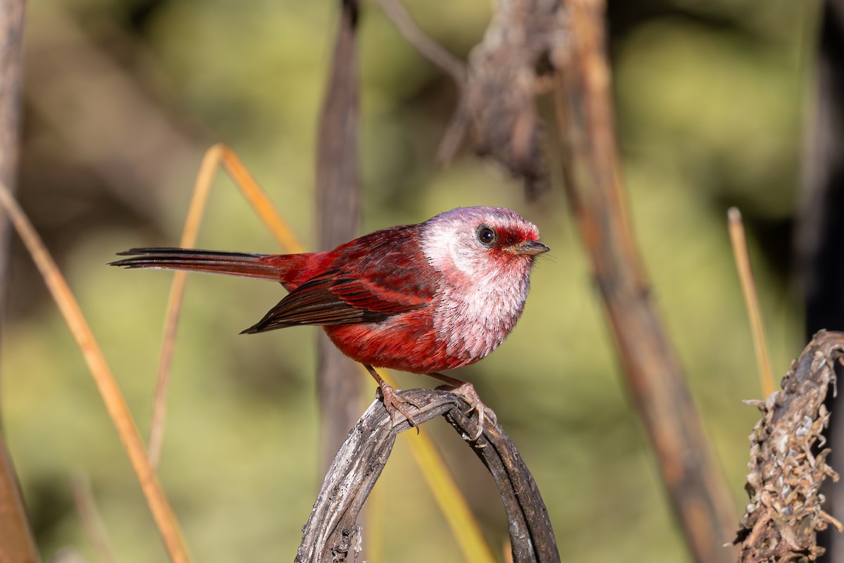 Pink-headed Warbler - ML640571928