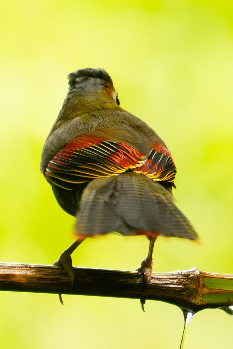 Emei Shan Liocichla - ML640571929