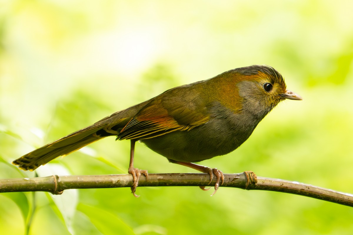 Emei Shan Liocichla - ML640571931