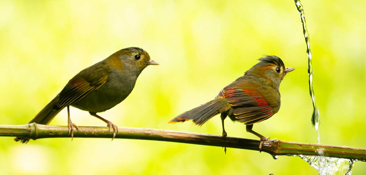 Emei Shan Liocichla - ML640571933