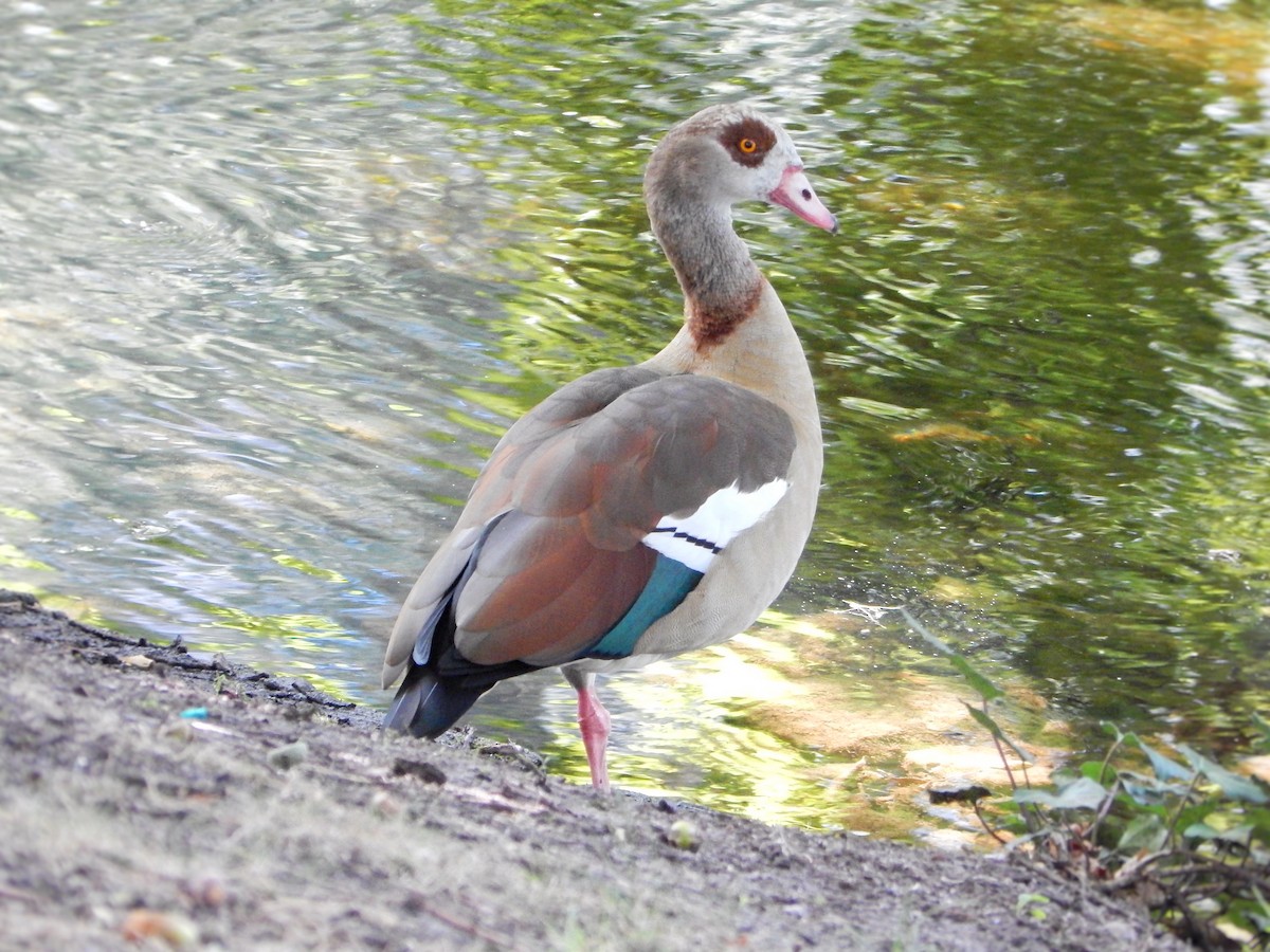 Egyptian Goose - ML640571944