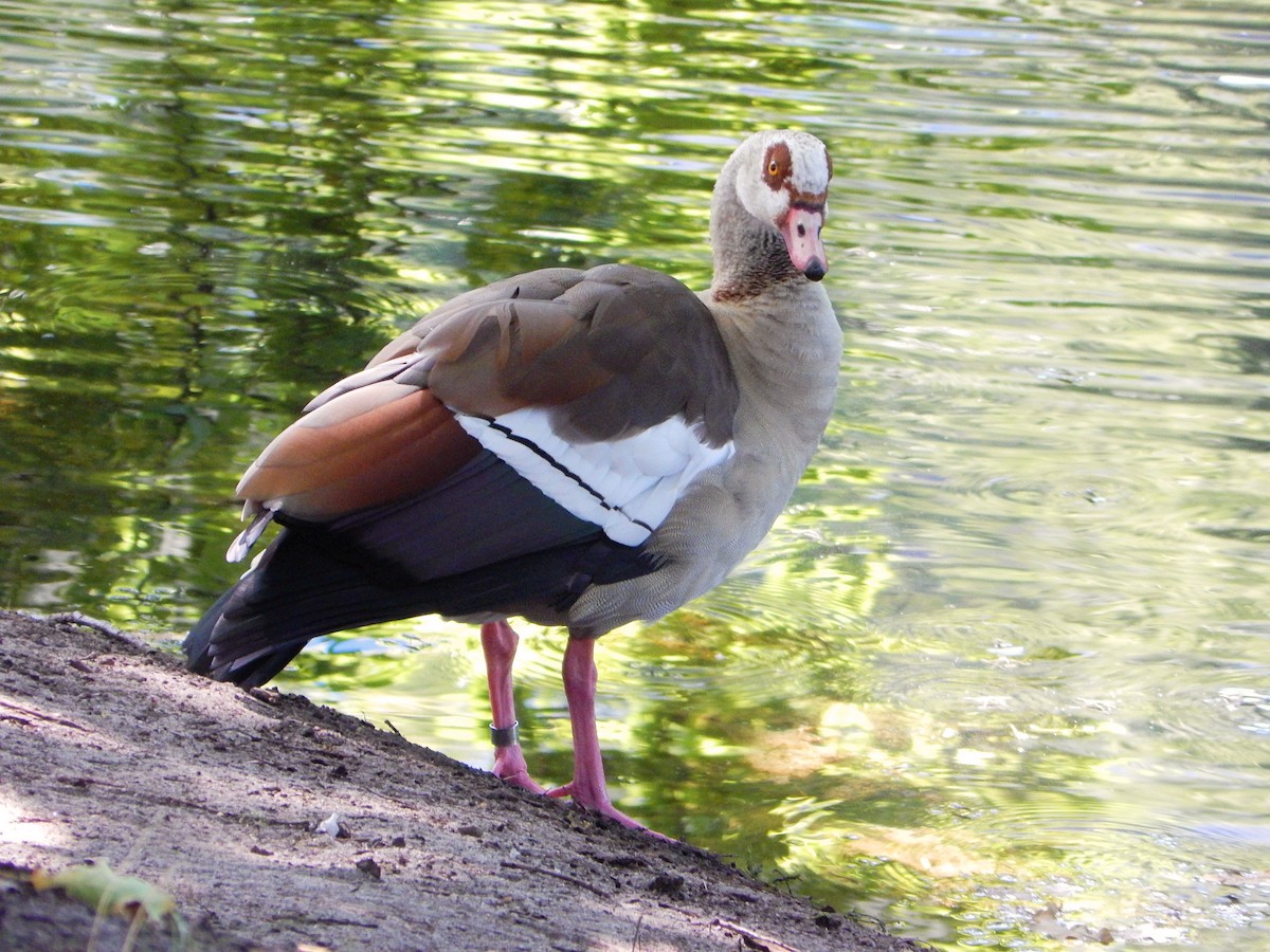 Egyptian Goose - ML640571945