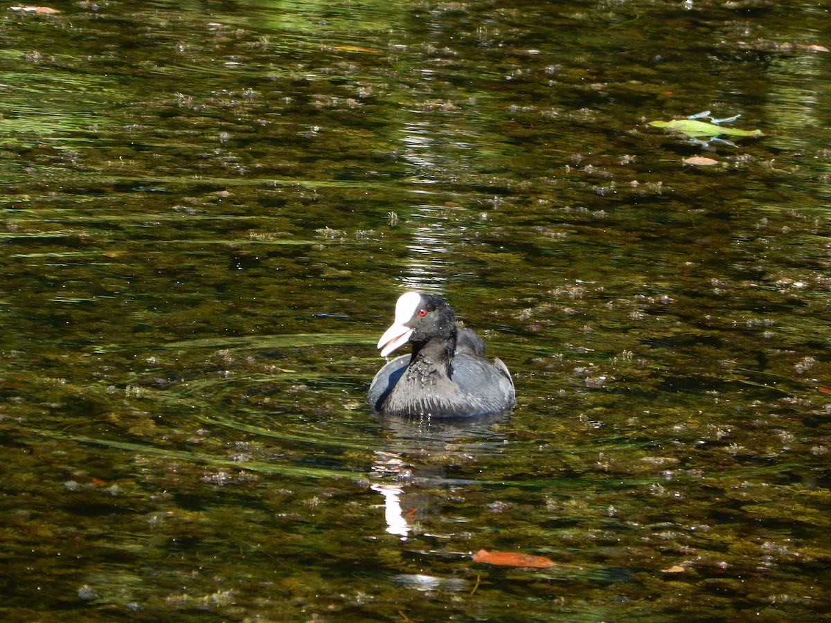 Eurasian Coot - ML640572073
