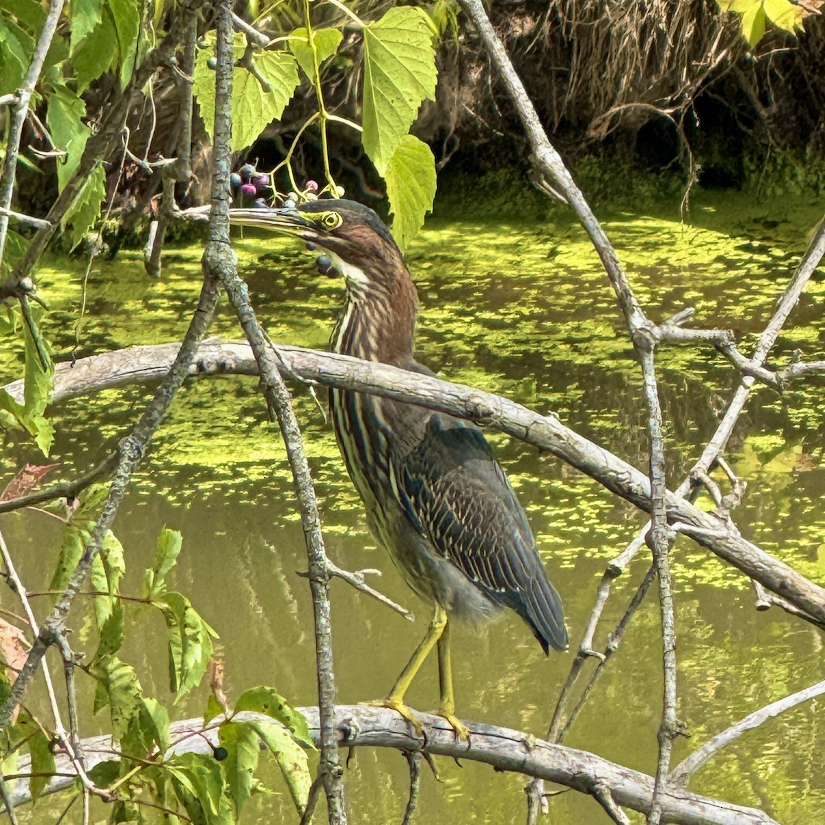 Green Heron - ML640572196