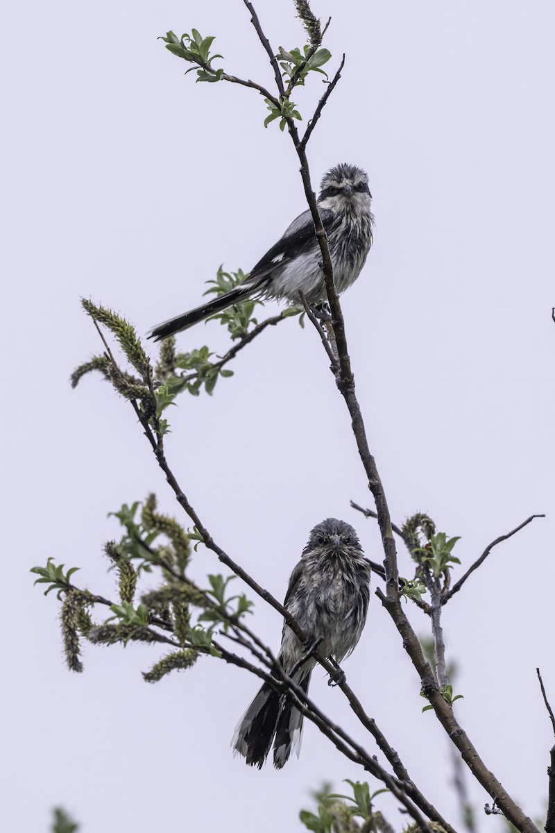 Antzandobi boreala - ML640572236