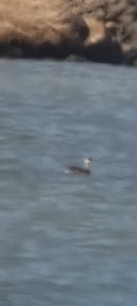 Eared Grebe - ML640572239