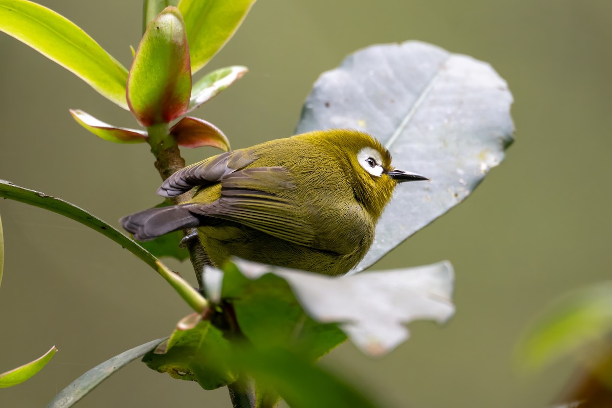 Kilimanjaro White-eye - ML640572332