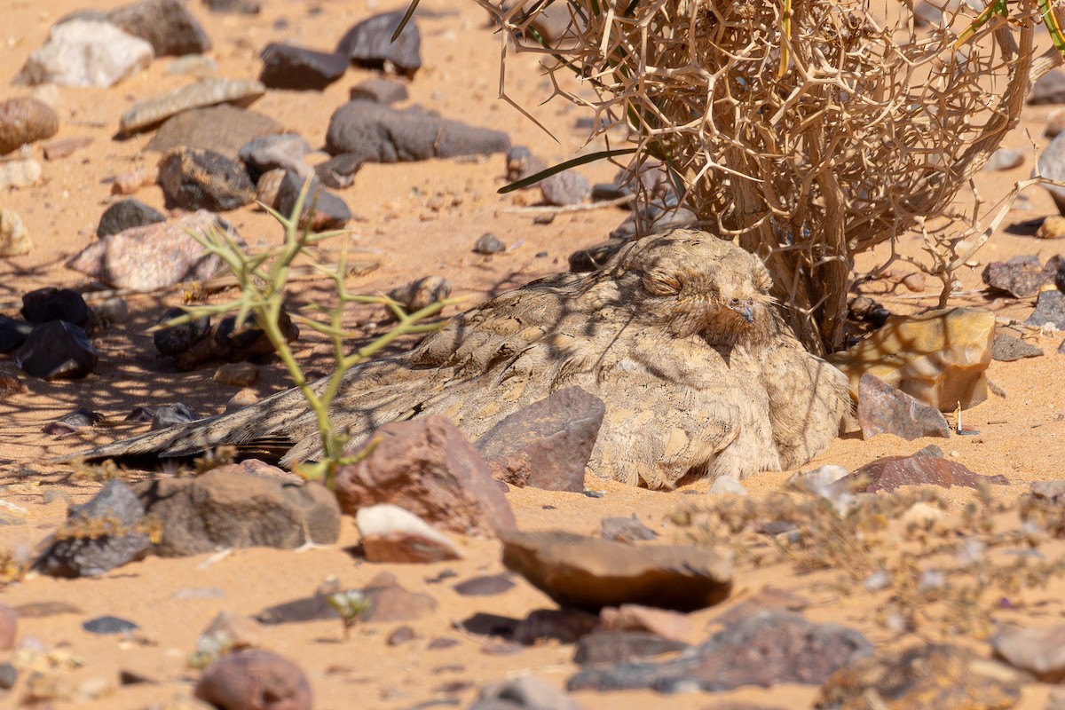 Egyptian Nightjar - ML640572335
