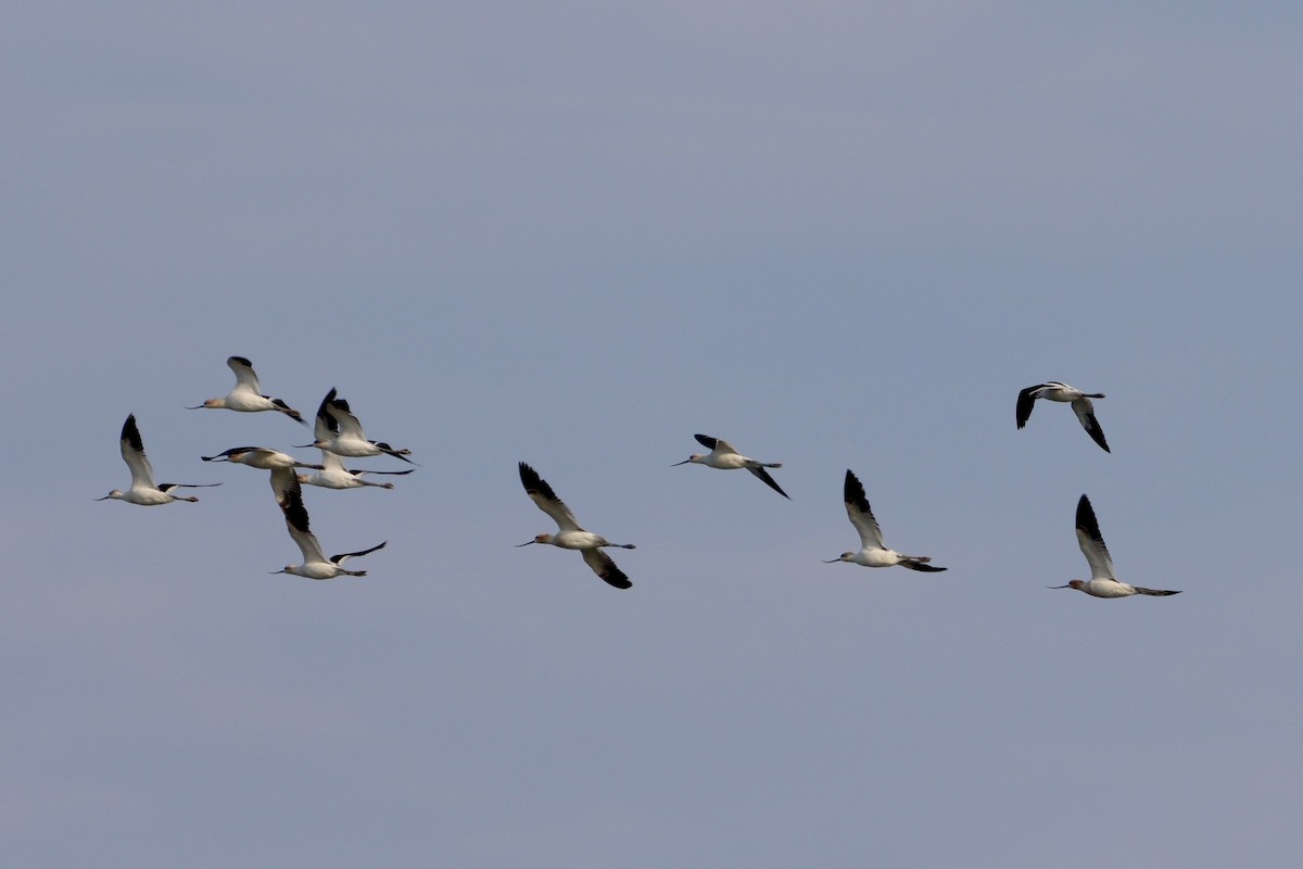 American Avocet - ML640572373