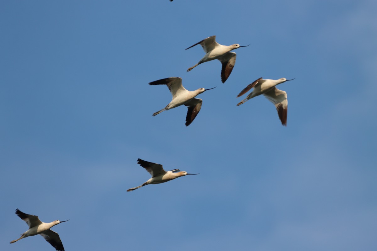 American Avocet - ML640572435