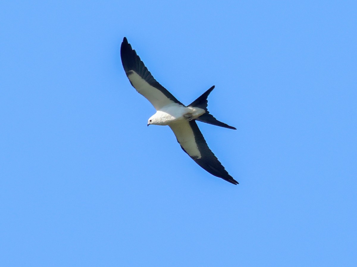 Swallow-tailed Kite - ML640572448