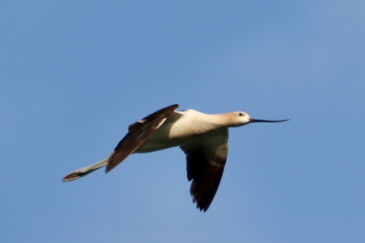 American Avocet - ML640572462