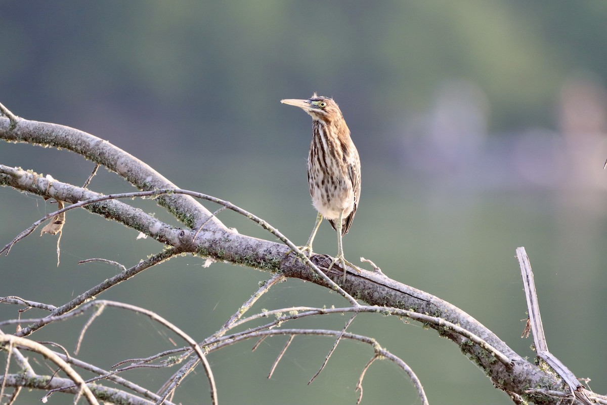 Green Heron - ML640572515