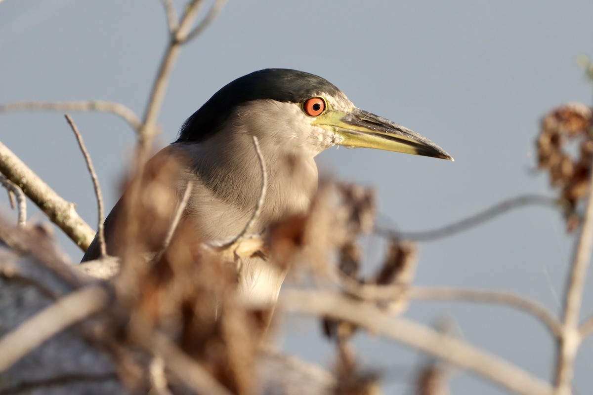 Ногоовор зашин - ML640572516