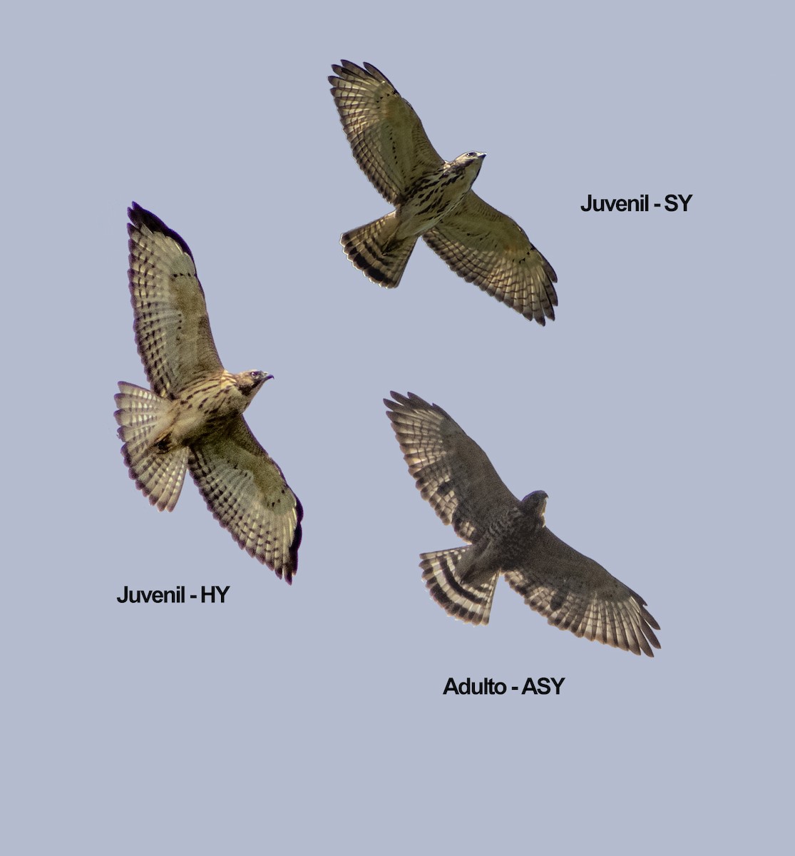 Broad-winged Hawk - ML640572543