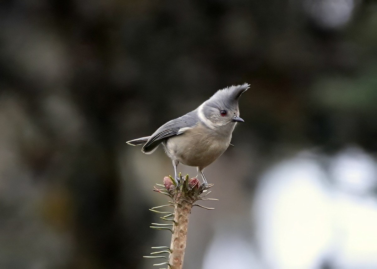 Gray-crested Tit - ML640572546