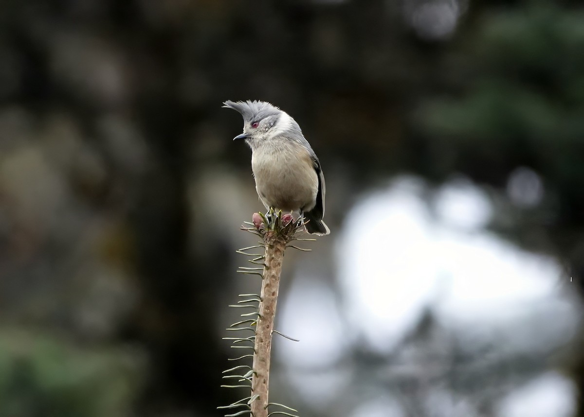 Gray-crested Tit - ML640572547