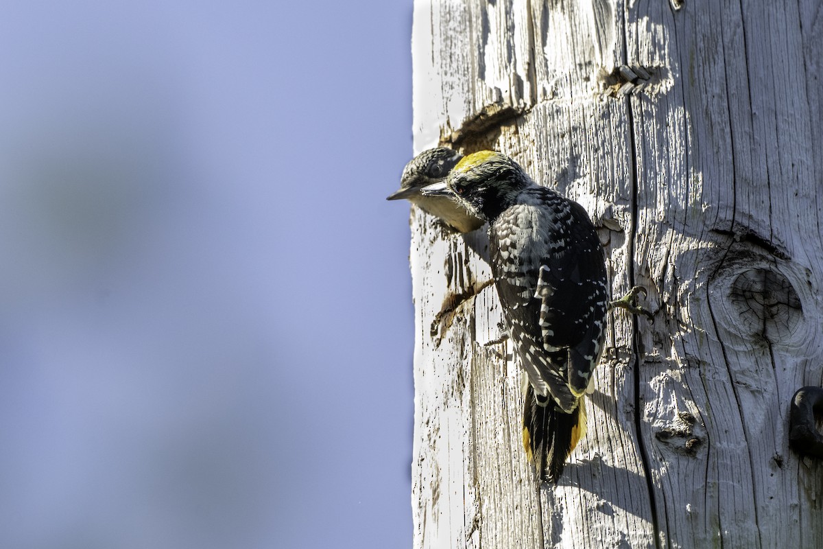 American Three-toed Woodpecker - ML640572771